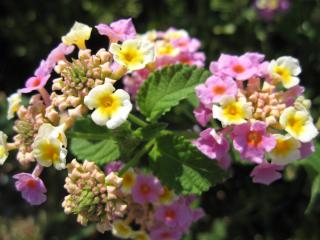 20100917121632.JPG