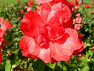 20110927155346.JPG