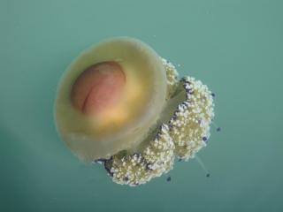20100917121126.JPG