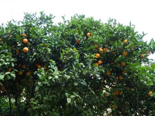20110928102008.JPG