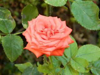 20110928131938.JPG
