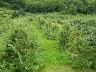 20130821175240.JPG