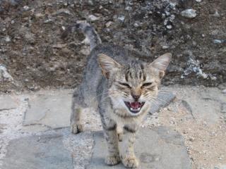 20100920081720.JPG