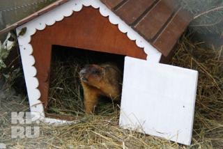 День сурка.jpg