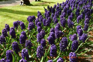 DSC_0779.JPG