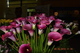DSC_0673.JPG