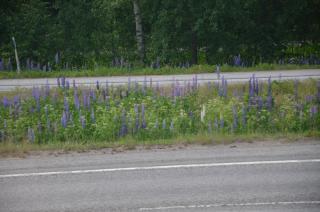 DSC_6750.JPG