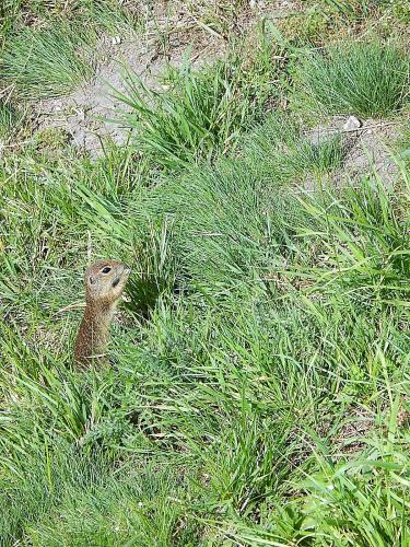 суслик 2.jpg