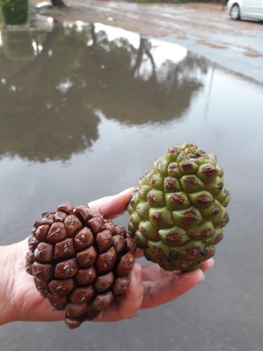 Каваллино 31.jpg