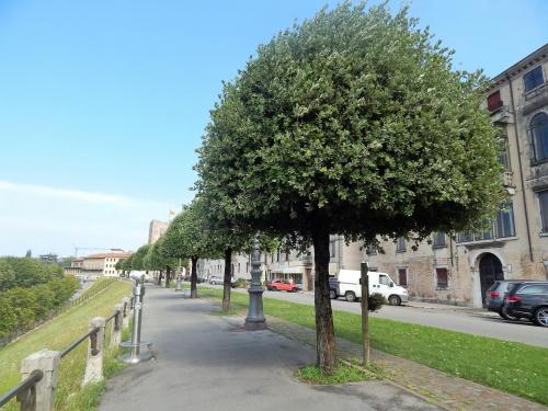 Бульвар в Бассано 1.jpg