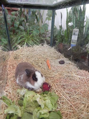 оранжерея 4.jpg