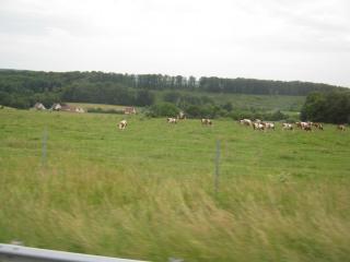 IMG_3371.JPG