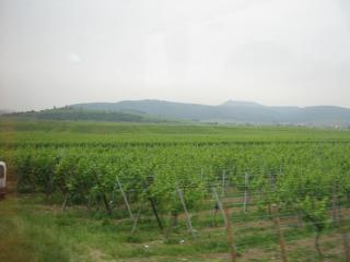 IMG_3484.JPG