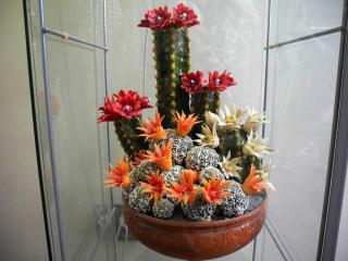 DSCN0492.JPG