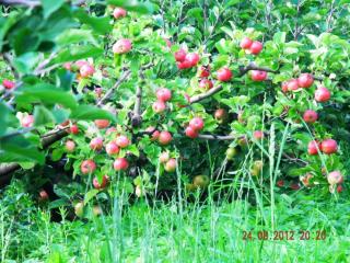 DSCN4481.JPG