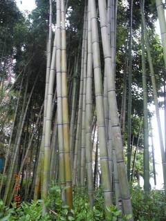 DSCN0967.JPG