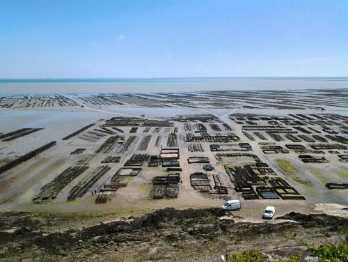 поля для выращивания устриц.jpg