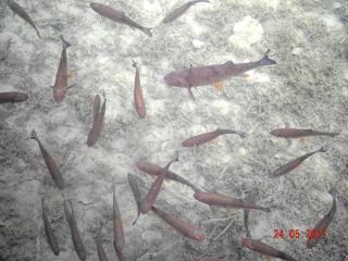DSCN0729.JPG