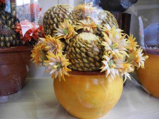 DSCN0487.JPG
