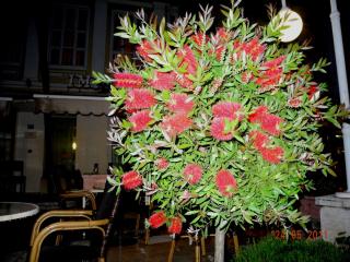 DSCN0981.JPG