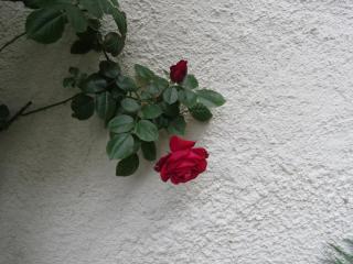 IMG_1268.JPG