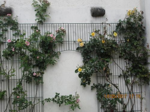 Ароматы 2 (2017) 1590.JPG