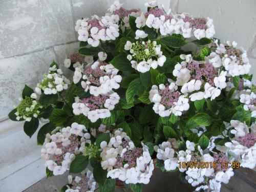 Великолепная Франция 2016 1335.JPG