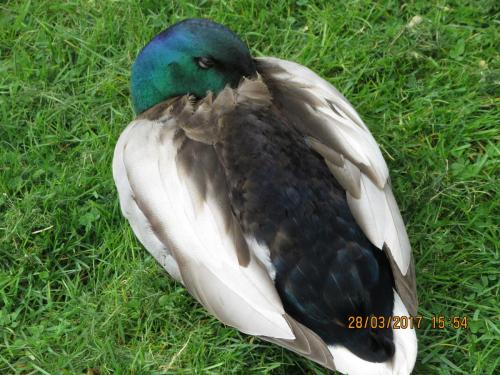 март, париж 1040.JPG