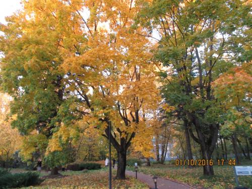 День музыки 002.JPG