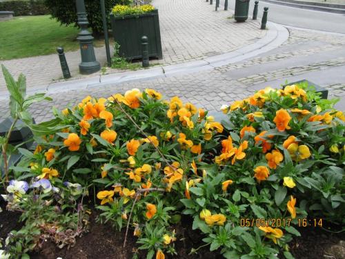 Нов. Ароматы 2 096.JPG