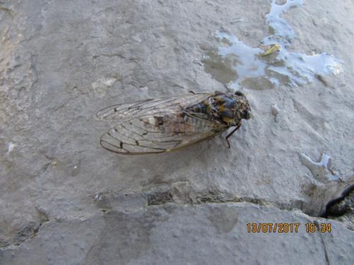 2 AS, 1 часть 2598.JPG