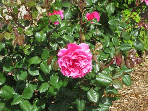 Ароматы 2 (2017) 431.JPG