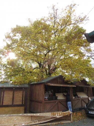 Божоле 2016 2226.JPG