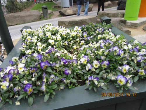 Нов. Ароматы 2 093.JPG