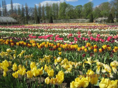 Ароматы, 11.04.2016 1399.JPG