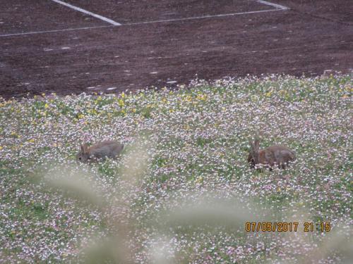 Нов. Ароматы 2 1237.JPG