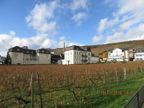 Божоле 2016 2301.JPG