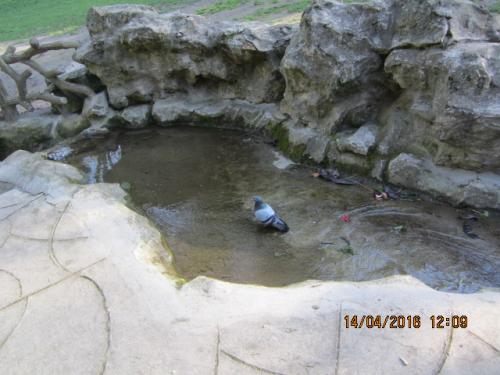 Ароматы, 11.04.2016 352.JPG