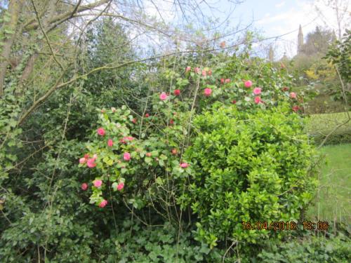 Ароматы, 11.04.2016 884.JPG