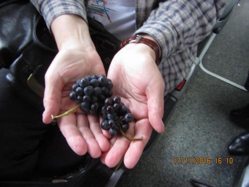 Божоле 2016 1433.JPG