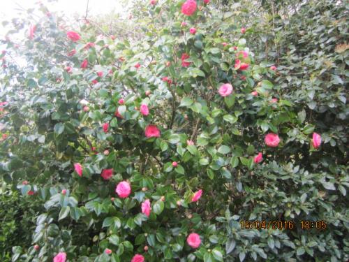 Ароматы, 11.04.2016 881.JPG