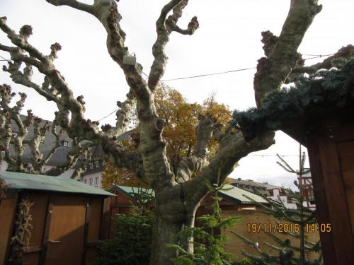 Божоле 2016 2223.JPG