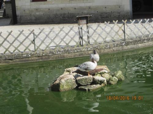 Ароматы, 11.04.2016 1422.JPG