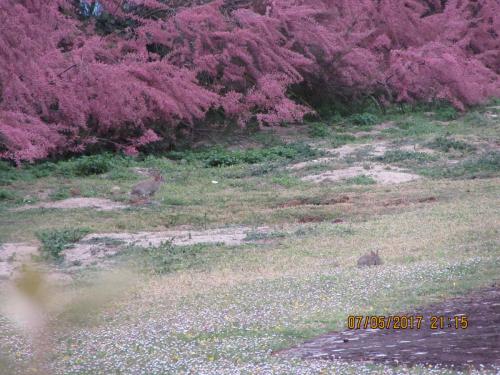 Нов. Ароматы 2 1239.JPG