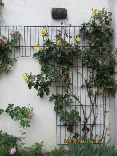 Ароматы 2 (2017) 1593.JPG