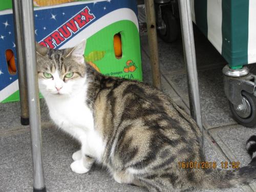 Великолепная Франция 2016 566.JPG