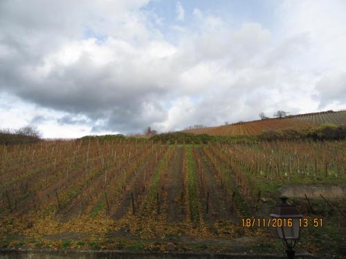 Божоле 2016 1761.JPG