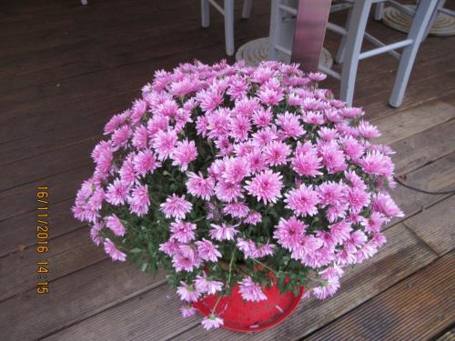 Божоле 2016 961.JPG