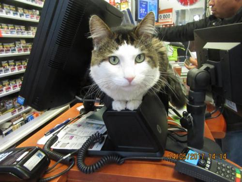 Ароматы 2 (2017) 1454.JPG