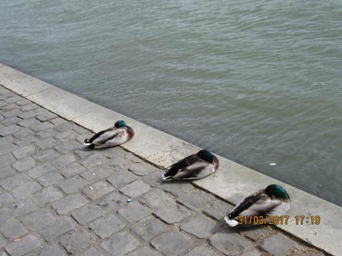 март, париж 2081.JPG